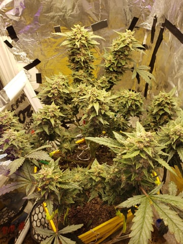 Gorilla and PurplePunch      Gorilla Glue4   (autos)4 — harvest, day 1