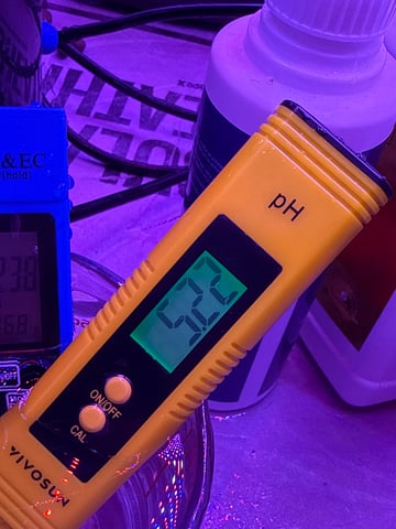 Grape Ape Plant 3 — seedling_rooting, day 1