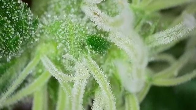 Ace Killer OG — flower, day 76