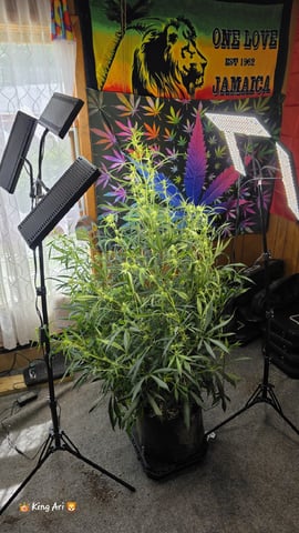 Slightly Stoopid Fruits  — flower, day 22