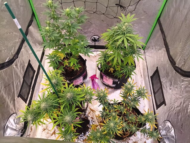 Boss Battle, Forbidden Runtz, +granddaddy Purp, +citrus Bubblegum