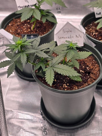 Fast Buds - Purp Lemonade — flower, day 28