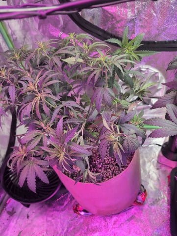 2025-26 — flower, day 48