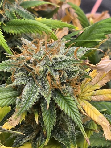 Platnium Jelly — flower, day 112