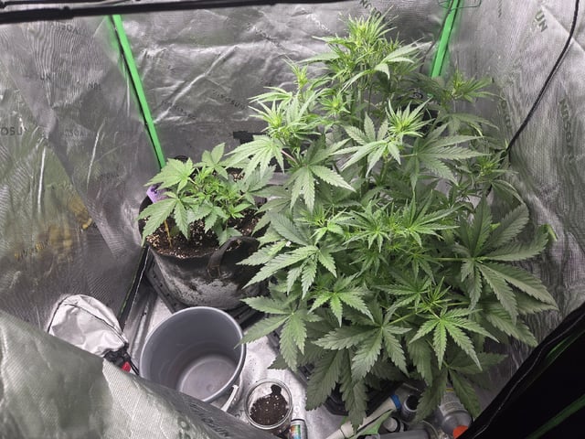 Automatic — vegetative, day 28