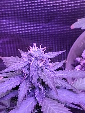 First Lagit Grow — none, day 35