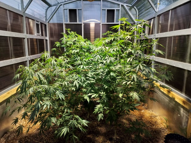 Tropicana poison fast version