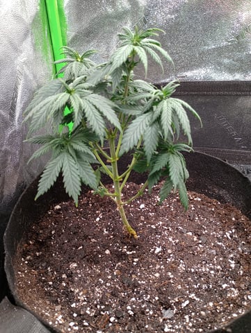 All Aboard!!! — vegetative, day 45