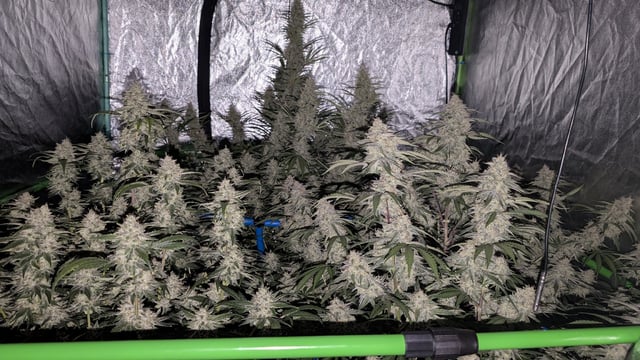 Perpetual Autoflower Mixed Grow #3 — flower, day 71