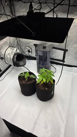ethos genetics  — vegetative, day 25