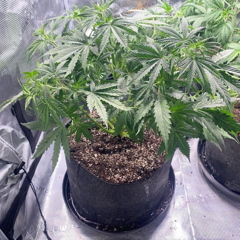 Auto Run #1 2025-2026 — vegetative, day 47