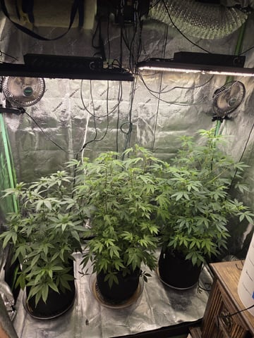 Banana and Gold — flower, day 1