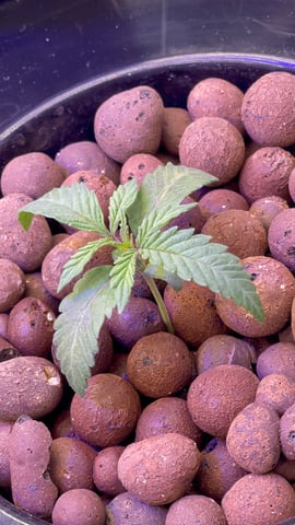 1st Ever Grow (Fat Bastard)(RDWC)  — seedling_rooting, day 16