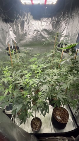 Current Grow