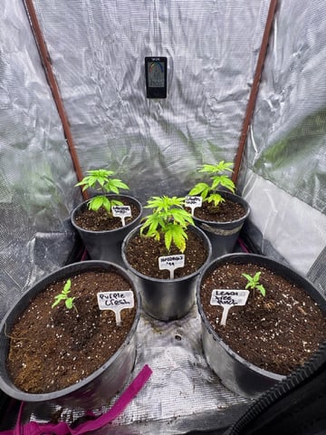 first grow in new 2x2 — vegetative, day 34