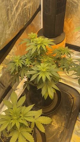 Grow #2 Thank You to All that helped guide me, offered advice, gave insight, or complimented progress. Now to apply some of what I learned the first go-round.  — flower, day 45