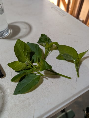 Plant in a test tube — seedling_rooting, day 2