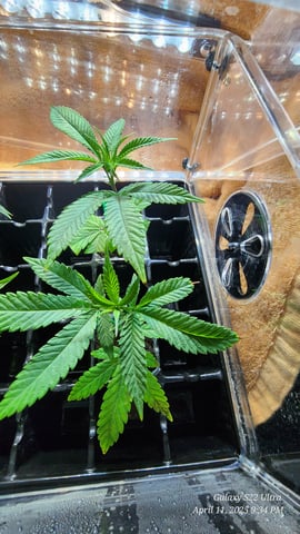 Punch Mints Female Pheno #2 Clone(s) — germination, day 3