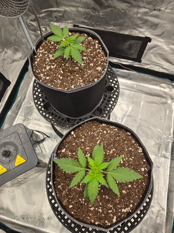 Mimosa Sunrise XXL 3x3 tent — vegetative, day 8