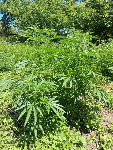 first grow — vegetative, day 178