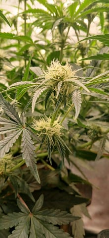 newest ggs setup grow — flower, day 52