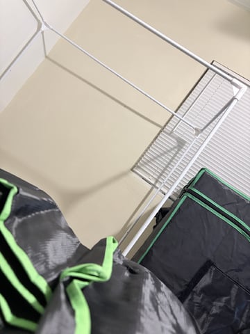 CANDYLAND — flower, day 100