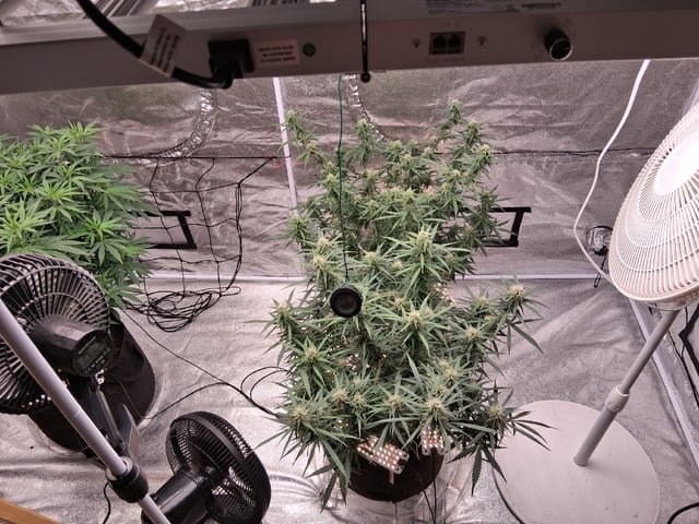 Seedman mix auto & seedman mix auto & GodFather OG — flower, day 81
