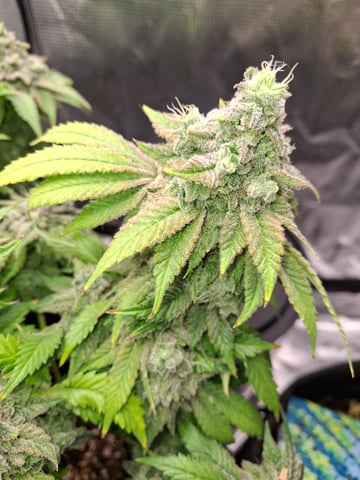 SoFloBudz — flower, day 101