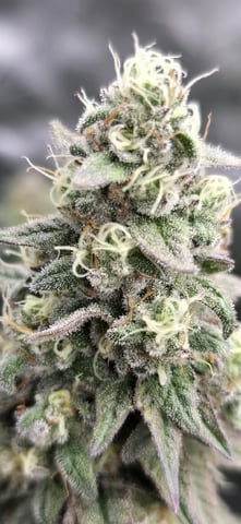 SGC And GWS Clones — flower, day 44