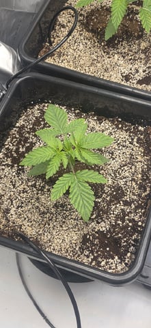 Maple Nectar  — seedling_rooting, day 19