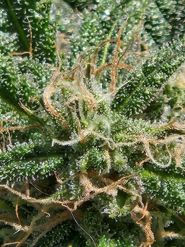 Autoflower grow. my first grow  — flower, day 57