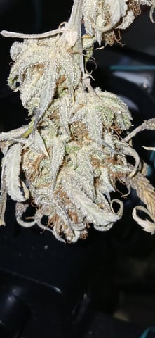 newest ggs setup grow — harvest, day 95