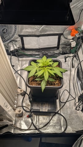 Grow 2 — germination, day 36