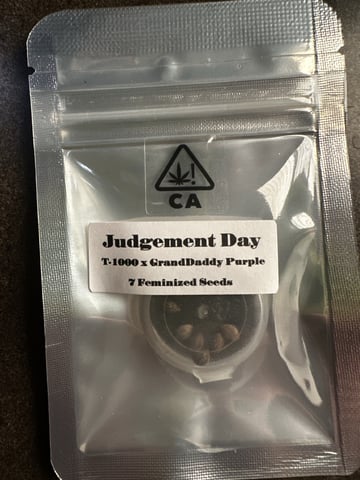 Judgement Day — grow_setup, day 1