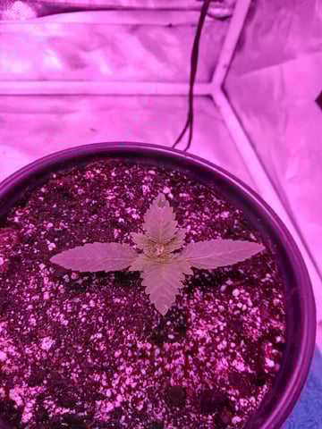 CountryG  — seedling_rooting, day 17