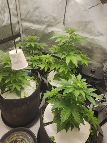 Rings of Saturn & Ghostboosters - Apollo Haze Artisanal Line — flower, day 33