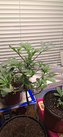 blueberry funk — vegetative, day 64