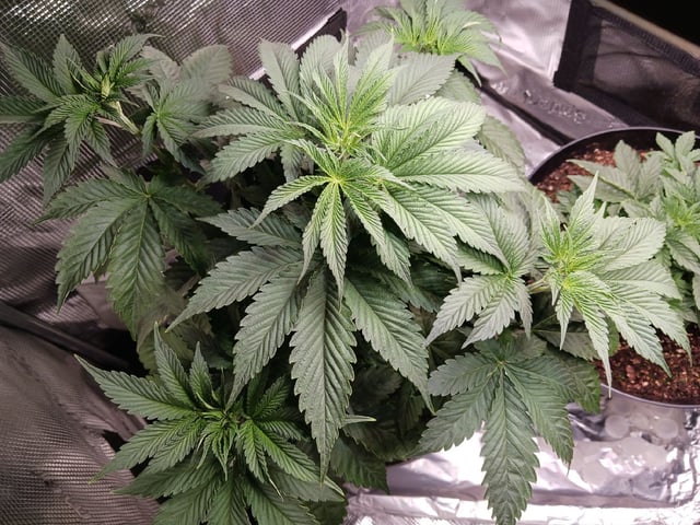 Gorilla Sherbert Feminized From Blimburn Seeds  — vegetative, day 30