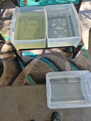 First "Auto" Grow — harvest, day 79