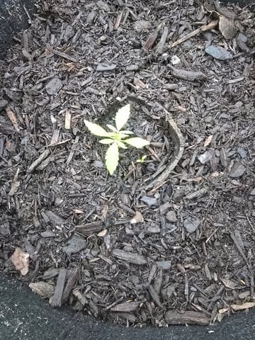 second year — seedling_rooting, day 46