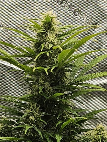 Gorilla Z auto — flower, day 78