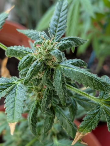 My First Grow 🪴 April '26 — flower, day 84