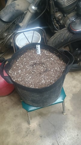 Yerba Buena — seedling_rooting, day 1