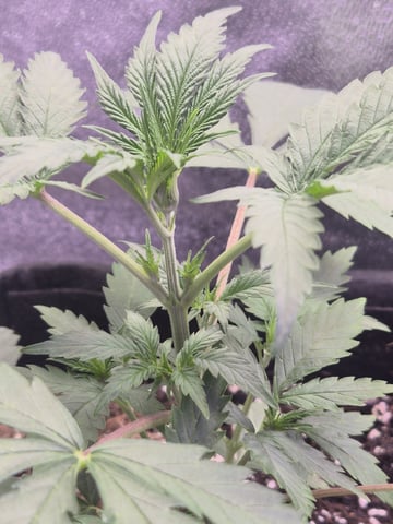 I'll get it right — flower, day 81