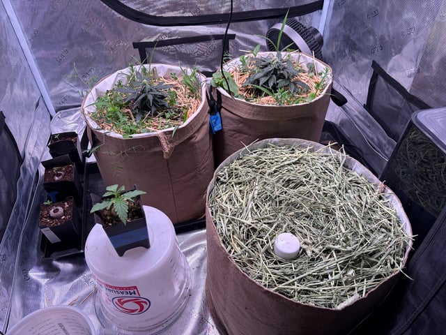 Round 1.5 — vegetative, day 17