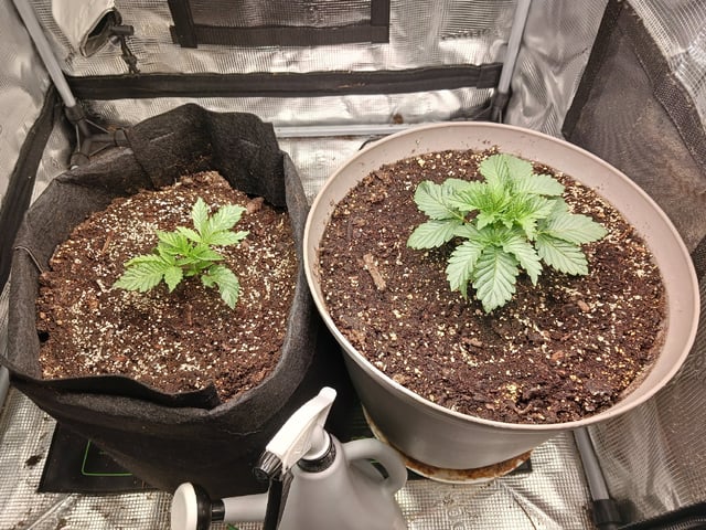 9lbhammer feminized  — vegetative, day 14