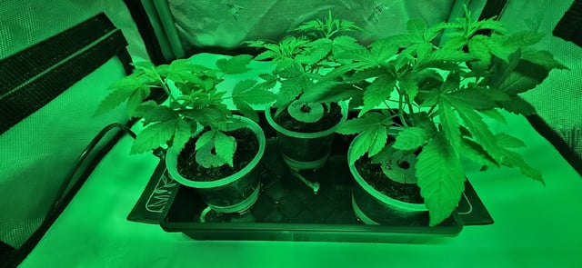 Girl Scout Cookies  — vegetative, day 39