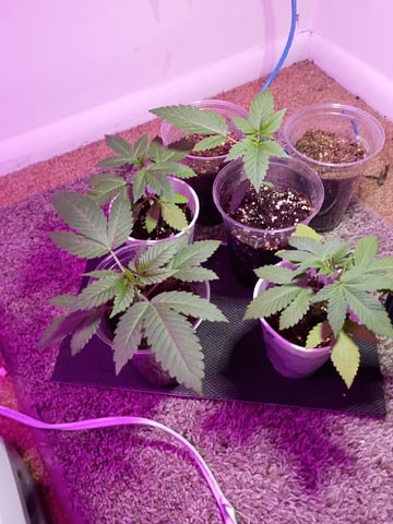 Round Deuce  — vegetative, day 19