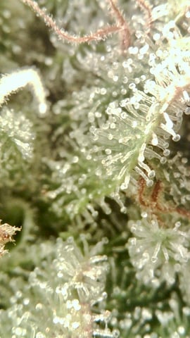 grow 3 — flower, day 58