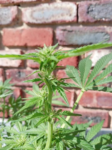 Strawberry Banana Auto  — flower, day 110